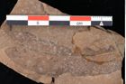 Foto (Detailansicht) von Xylomites daphnes Ettingshausen (NHMW-GEO-2024-0188-0063)